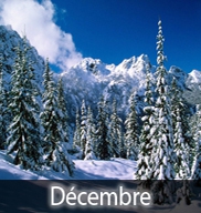 En décembre journée courte longue nuit, l&lsquo;abeille se tait le jonc gémit.