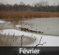 Qui taille au mois de février, n&lsquo;a pas besoin de corbeille ni de panier.